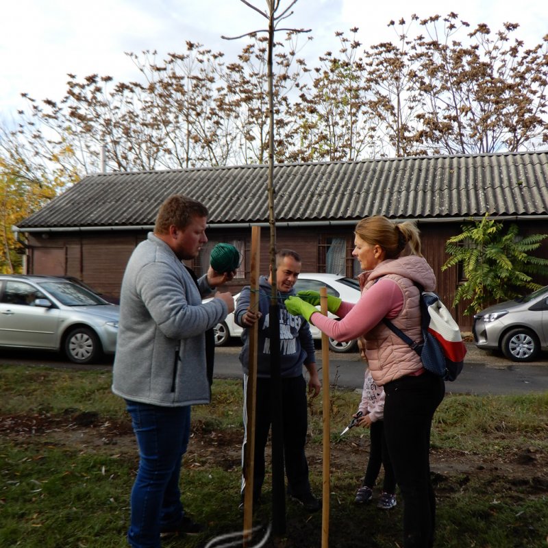 Közösségi faültetés Berettyóújfaluban 24